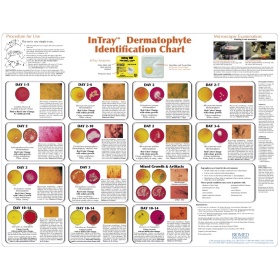 InTray DM -2Trays copy